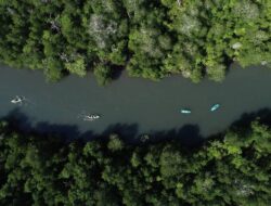 Atraksi Wisata Air Terbaru Ke Labuan Bajo, Menyusuri Hutan Mangrove Didalam Kayak