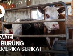 Penjualan Susu Mentah Di AS Dibatasi gegara Sapi Terjangkit H5N1