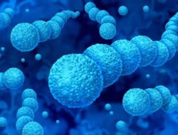 Bakteri Pemakan Daging Ke Jepang Ancam Dunia, Ini Fakta Terbaru yang Perlu Anda Ketahui