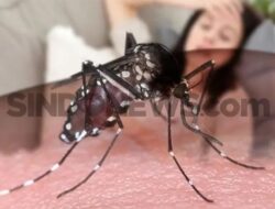 Benarkah Orang yang Pernah Terkena DBD Tak Berencana Terpapar Lagi?
