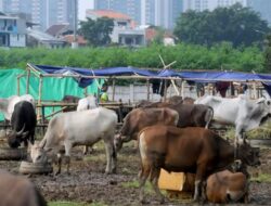 Biar Tidak Rugi, Ini Tips Memilih Hewan Kurban Berdaging Banyak