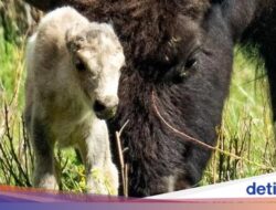 Pertanda Besar Untuk Kelahiran Bison Putih Langka