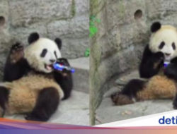 Botol Soda Jatuh Di Markas Panda, Penjaga Langsung Panik
