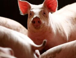 China Balas Eropa Bersama Babi, Spanyol Siap-siap Kelimpungan