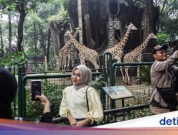 Cuti Bersama Idul Adha, Pengunjung Kebun Binatang Ragunan Melonjak