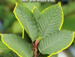 Mengenal Kratom yang Dibahas Ke Istana