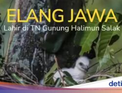 Kabar Baik, Elang Jawa Kembali Lahir Di TN Gunung Halimun Salak