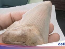 Ada Fosil Gigi Megalodon Ke Lokasi Batu Beraroma Kemenyan