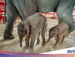Thailand Diberkahi Titipan Langka!