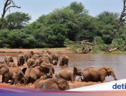 Ternyata Gajah Afrika Manggil Nama Satu Sama Lain