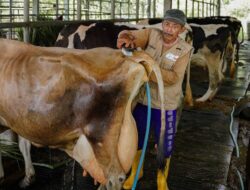 Hadirkan Produk Susu Berkualitas dan Mudah Dijangkau Lewat Pembuatan Peternak Lokal