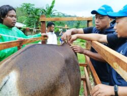HI Distribusi Sebar Kurban 2024 Serentak Hingga Seluruh Indonesia hingga Afrika