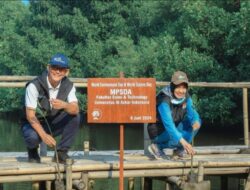 Hutan Mangrove Indonesia Berkontribusi Besar Pada Dunia