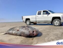 Temuan Ikan Langka Raksasa Tersapu Ke Pantai Bikin Heboh Warga AS