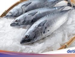 7 Jenis Ikan yang Tak Aman Untuk Pengidap Asam Urat, Nomor 3 Sering Dikonsumsi
