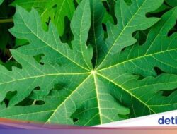 Viral DBD Disebut Bisa Sembuh Bersama Jus Daun Pepaya, Begini Faktanya