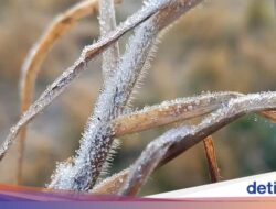 Brrr… Candi Arjuna Dieng Membeku, Suhunya 1,92 Derajat Celcius