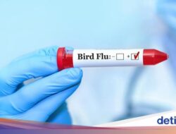 Finlandia Didalam Sebab Itu Bangsa Pertama yang Siapkan Proteksi Flu Burung Sebagai Warganya