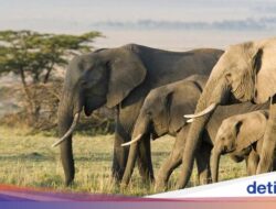 Nekat Mau Foto Anak Gajah, Turis Mati Terinjak-injak