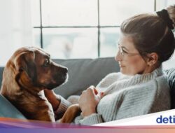 Ekor Anjing Bergoyang Tanda Lagi Senang