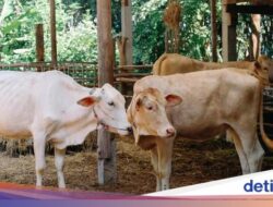 Penting! BPOM RI Bagikan Tips Aman Simpan dan Olah Daging Kurban