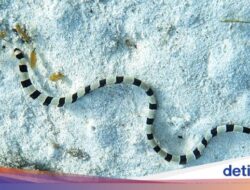 Viral Video Ular Laut Ke Pantai Gunungkidul, Wisatawan Auto Bubar!
