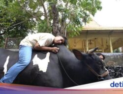 Kebersamaan Irfan Hakim Bersama 4 Ekor Sapi Kurban yang Jumbo