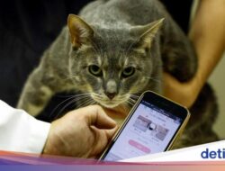 Jepang Bikin Inisiatif Berbasis AI Sebagai Cek Kesejajaran Kucing