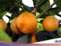 7 Manfaat Jeruk Kasturi Sebagai Kesejaganan, Bisa Mempercantik Kulit!