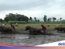 Bukan Sapi, Warga Lumajang Gelar Karapan Kerbau Berhadiah Mesin Cuci-TV
