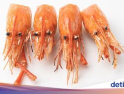 Jangan Dibuang! Kepala Udang Bisa Dari Sebab Itu Penyedap Konsumsi Alami