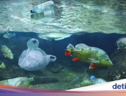 Dibuat Kebingungan, Peneliti Di China Temukan Mikroplastik Di Sperma Manusia