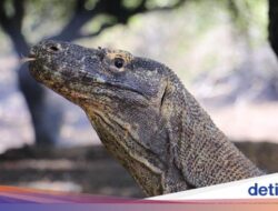 Flobamor Tak Lagi Urus TN Komodo, Biang Gaduh Tiket Mahal