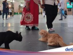 Sepasang Kucing dan Ribuan Merpati Aisyah Hingga Disekitar Masjid Nabawi