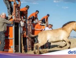 Usai Berabad-abad, Kuda Liar yang Terancam Punah Pulang Di Tanah Nenek Moyang