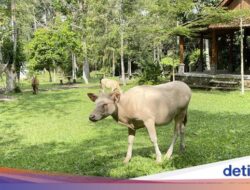 Lembu Putih Hewan Sakral Di Desa Taro, Tidak Disembelih, Tidak Diperjualbelikan