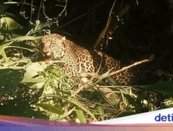 Macan Tutul Teror Gunung Sawal, Warga Ciamis Dibuat Gelisah