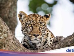 Macan Tutul Hingga China Gendut Banget, Sudah Asupan Konsumsi 2 Bulan tapi Beratnya Nggak Turun