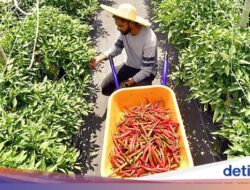 Keren! Mantan Engineer Ini Justru Sukses Karena Itu Petani Cabe