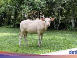 Melihat Lembu Putih yang Disakralkan Ke Desa Wisata Taro Bali