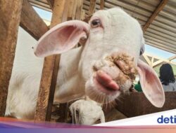 Benarkah Torpedo Kambing Bisa Tingkatkan Libido? Ini Penjelasan Medisnya