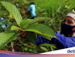 Jokowi Minta Teliti Perlindungan Kratom, BPOM: Masih Tahap Uji Hewan