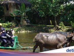 Outbound Seru Di Pelita Desa Bogor: Kegiatan dan Harga Paket