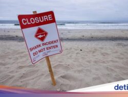 Pantai Di California Ditutup Sesudah Seorang Perenang Diserang Hiu