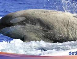 Super Langka! 2 Paus Pembunuh Albino Terlihat Ke Jepang