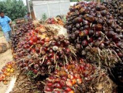 Pembentukan PalmCo Bisa Perkuat Ekosistem Sawit, Begini Alasannya