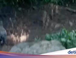 Viral Video Ayam Hutan ‘Tuntun’ Pendaki Turun Gunung Andong Hingga Magelang