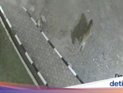 Geger Harimau Sumatera Masuk Masjid Di Sumbar, Ini Kata BKSDA