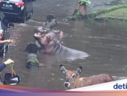 Pengunjung yang Cekoki Plastik Ke Kuda Nil Ke Taman Safari Mulai Terungkap