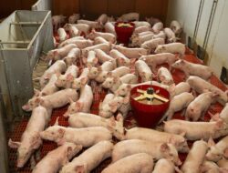 Pertempuran Dagang Eropa-China Memanas, Kendaraan Pribadi Elektrik Dibalas Babi